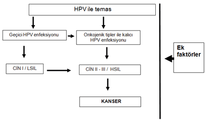 Human Papilloma Virus